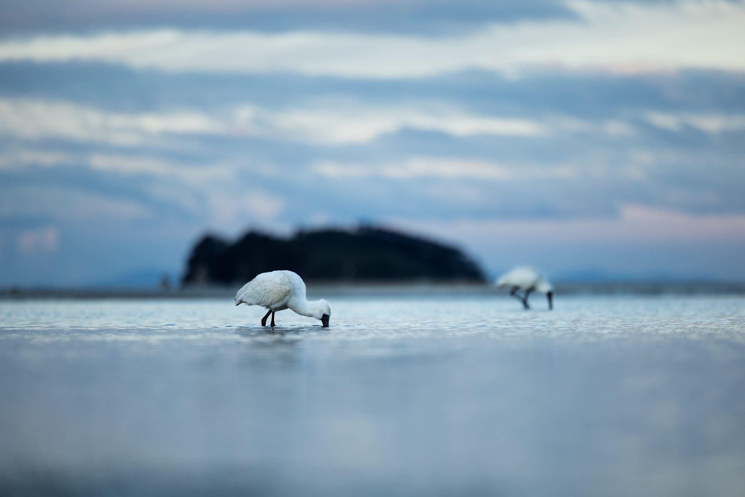 Two spoonbills feeding in shallow water