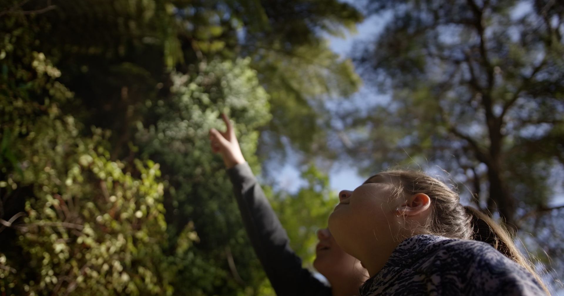 A person reaches up into the bush canopy