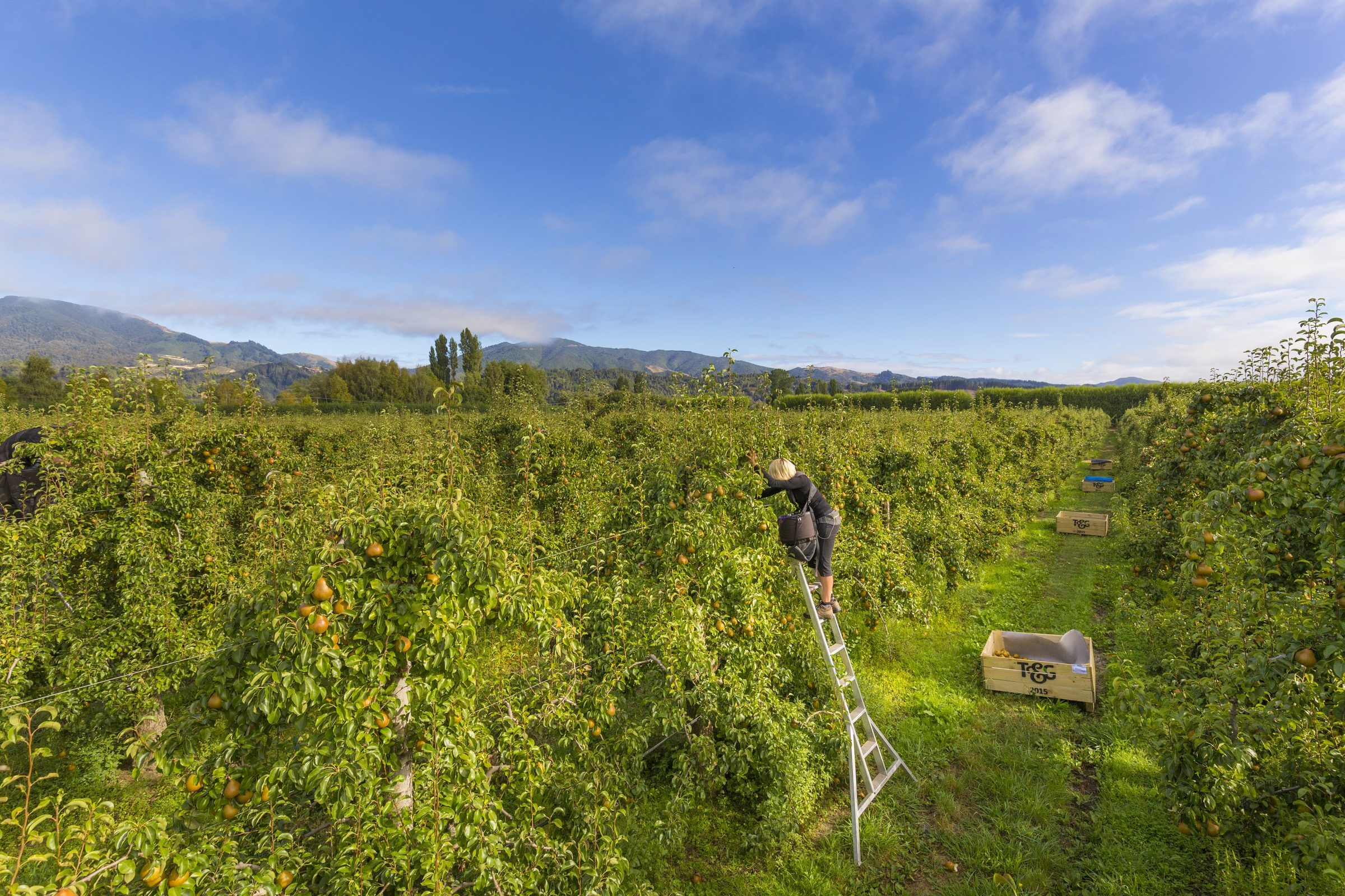 A worker on a ladder in a green orchard beneath a big sky