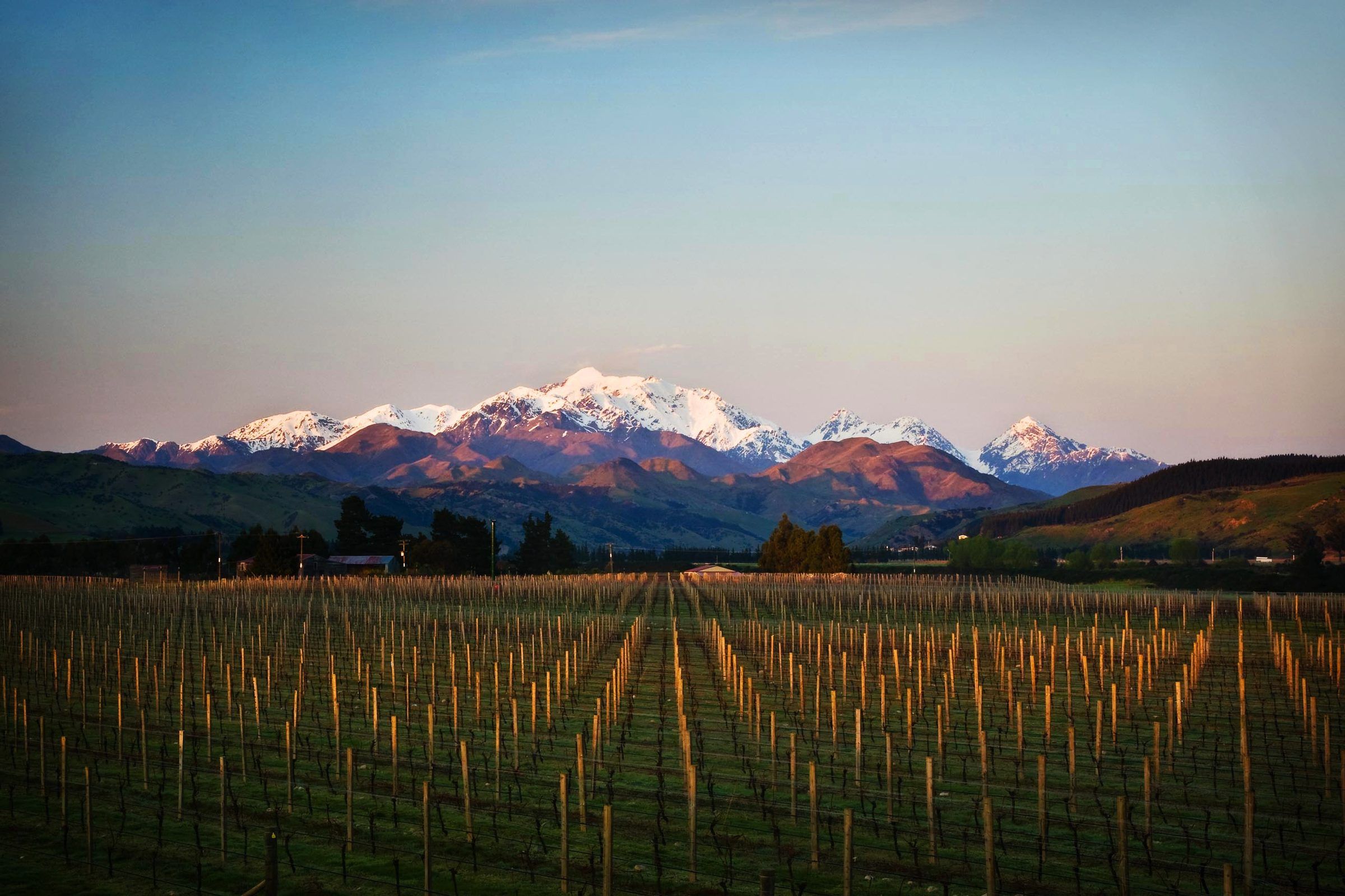 Snow-capped Tapuae-o-Uenuku at dusk above rows of vines